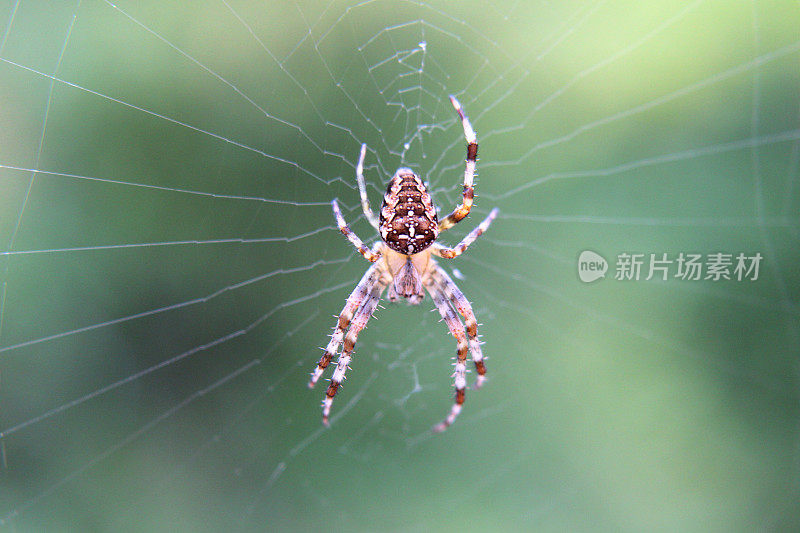 欧洲花园蜘蛛网图像/英语十字蜘蛛/ orbweaver /冠冕